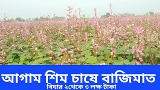 আগাম শিম চাষে বাজিমাত | শিম চাষ পদ্ধতি | শিম চাষ @atikagro95 #farming #শিম_চাষ