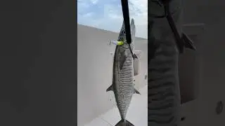 Новый воблер работает !! 