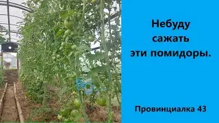 Не буду сажать эти помидоры.