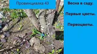 Весна в саду. Первые цветы. Первоцветы.