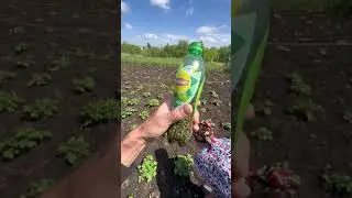 Заряженный петух🤣 Как назовём ?