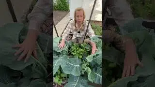 Редис как уплотняющая культура | 