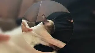 КОРЕШ КАЙФУЕТ С БАРЕЙ