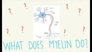 The function of myelination in neurons