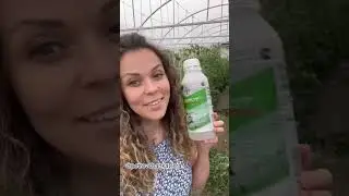 Борьба с фитофторой.                Автор: petrovchanka_lera