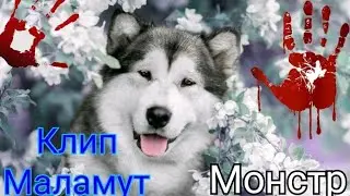 Маламут|Клип|Монстр