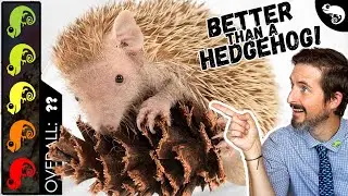 Hedgehog Tenrec, The Best Pet Mammal?