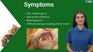 Gingivitis in Pets