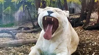 White Lioness at the Tbilisi Zoo