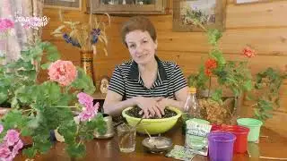 Гортензия метельчатая: обрезка весной и укоренение черенков.