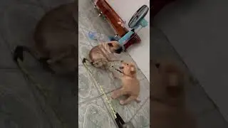 #animals #dogs #smart #cute #love