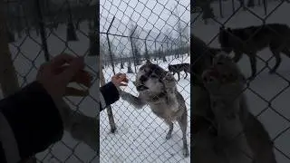 Кормлю с ложки Канадского ВОЛКА 😱 Гречневая каша сила наша ‼️ #wolf #канадскийволк