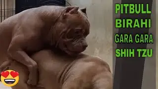 ANJING PITBULL BIRAHI GARA GARA SHIH TZU 