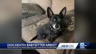 Waukesha County sheriff arrests babysitter for animal cruelty