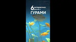 6 главных фактов о гурами  
