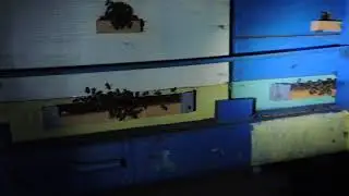 Как оценить силу пчелосемей по летку НОЧЬЮ
