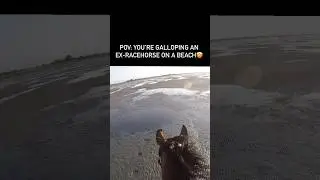 Galloping An Ex-Racehorse On A Beach