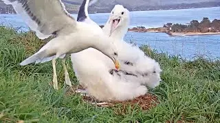 Royal Albatross Clacks At Scavenging Black-backed (Kelp) Gull | 