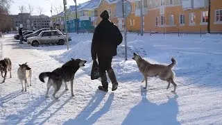 Проблема дикой собачьей стаи решилась неожиданно. Real video