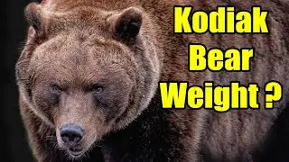 How Much Do Kodiak Bears Weigh? – Kodiak Bear Size / Kodiak Bear Weight