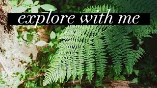 exploring Portland's FOREST PARK on film | 35MM FILM PHOTOGRAPHY