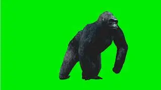 Angry gorilla 🦍| green screen | footage | Animation | Download | №311