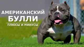 АМЕРИКАНСКИЙ БУЛЛИ. Плюсы и минусы амбулли AMERICAN BULLY