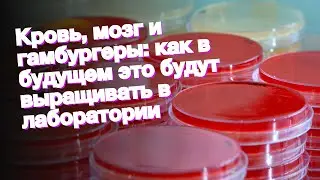 Кровь, мозг и гамбургеры: как в будущем это будут выращивать в лаборатории