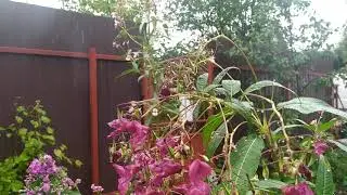 высокогорная 🐝 пчела 🐝 в Лен. области