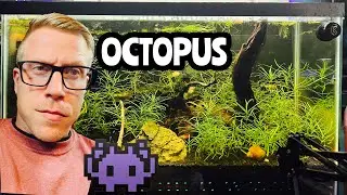 Pogostemon Stellatus Octopus Plant Care