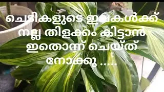 ചെടികളുടെ ഇലകൾക്ക് നല്ല തിളക്കം കിട്ടാനൊരടിപൊളി സൂത്രം 👌