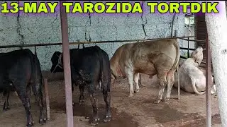 13-MAY 2022-YIL ANGUS AULIKOL BUQALARNI TAROZIDA TORTDIK QANCHA QOSHDI BU OYDA