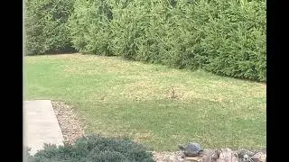 Rabbits Playing (recorded in 2023)