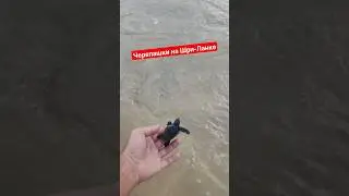 🏖️ Черепашки на Шри-Ланке 🔥 только что вылупился. Где такое ещё увидишь? 