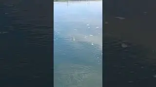 Только опустил сразу поклёвки #рыбалка #fishing #поклевка #поклевачки
