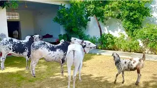 Alhumdullillah Qurbani ka Janwar Ghar Aa Gaya 😍