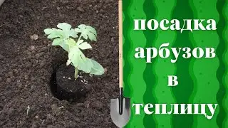 Посадка арбузов и дынь Что положить в лунку