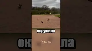 Мы тебя запомнили, такса