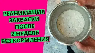 РЕАНИМАЦИЯ 🤷‍♀️пшеничной закваски после 2 недель БЕЗ кормления