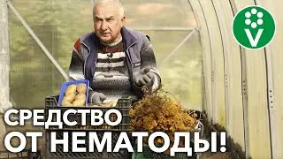 КАК ОЧИСТИТЬ ПОЧВУ ОТ НЕМАТОД?! Боремся с опасным вредителем НАТУРАЛЬНЫМИ способами!