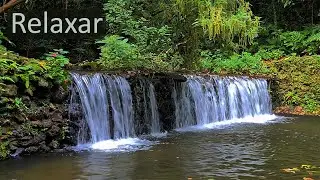 Meditação - Mente Calma e Zen 🍃 Música para Meditar com Sons da Natureza – Relaxar