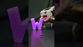 Satisfying ASMR Eating Purple Watermelon Mukbang 💜 Turtle Tortoise