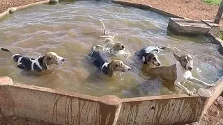 Ride with a Bull Terrier and 4 American Foxhounds