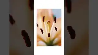 Fujifilm Macro Photography 