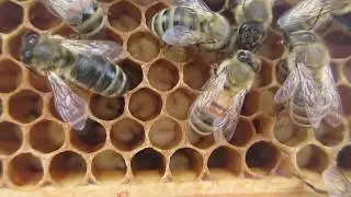 Стеклянный улей , Glass Hive