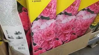 розы Леруа Мерлен Ростов на Дону 