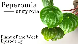 How To Care For Watermelon Peperomia (Peperomia argyreia) | Plant Of The Week Ep. 15