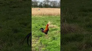 Rooster crowing | cock sound 