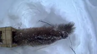 Капканы на пушного зверя Попалась куница.Traps for fur-bearing animals Caught marten.
