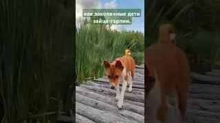 Последний день лета! Заяц гарпия Yaelokre Harpy Hare #harpyhare #конецлета #август #грусть #басенджи
